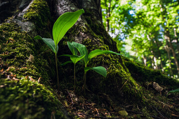 Plant leaves next to a mossy trunk in the forest