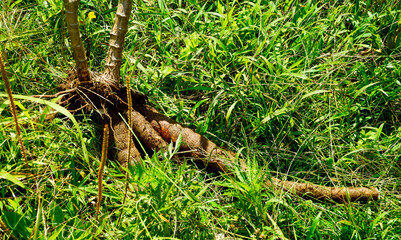 Cassava that has been taken from the ground not separated from the stem