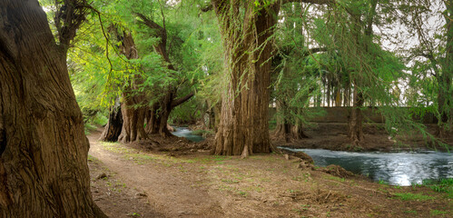 Paseo de los Ahuehuetes