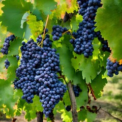 Naklejka premium grape harvest - generative ai