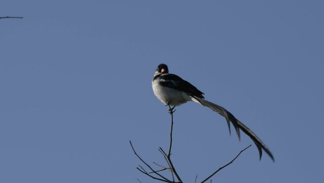 Long-tailed widowbird sitting perched in the top of a tree cleaning its self in the wild of the bushveld of Rietvlei nature reserve of South Africa