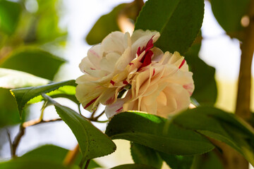 Blossoms of white camellia , Camellia japonica on a bush - obrazy, fototapety, plakaty