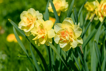 Obraz na płótnie Canvas Yellow double narcissus Tahiti blooms in the garden