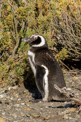 Portrait of a magellanic penguin standing on its nest on the bushes.