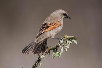 Bay winged Cowbird in Calden forest environment, La Pampa Province, Patagonia, Argentina.