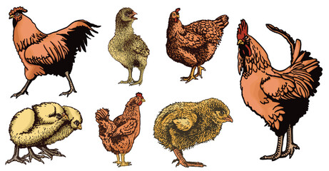 Vector color set of newborn chicks  and roosters isolated on white,graphical drawing