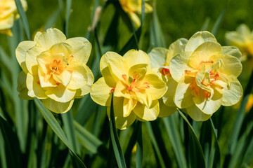 Yellow double narcissus Tahiti blooms in the garden - obrazy, fototapety, plakaty