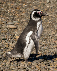 Fototapeta premium Magellanic penguin walking on the beach.