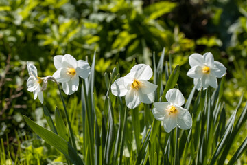 Obraz premium Narcissus flowers flower bed with drift yellow. White double daffodil flowers narcissi daffodils. 