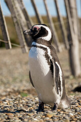 Magellanic penguin standing on the beach.