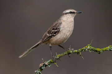 Chalk browed Mockingbird, La Pampa Province, Patagonia, Argentina