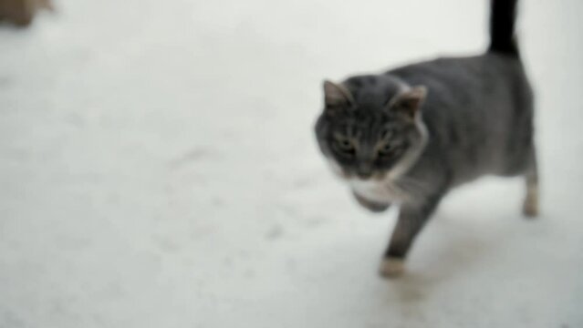 Slow motion video of a cat walking against the backdrop of nature and snow in the winter afternoon. The cat looks into the camera and bends its paw. Videos close up