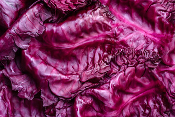 Fresh beautiful red cabbage with textured leaves on a dark concrete background