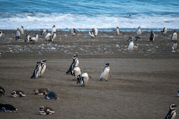 Group of penguins on the beach. Magellanic penguin.
