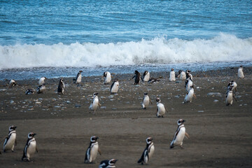 Group of penguins on the beach. Magellanic penguin.