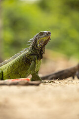 iguanas en la playa