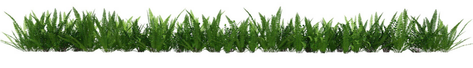 3d green ferns isolated on white background