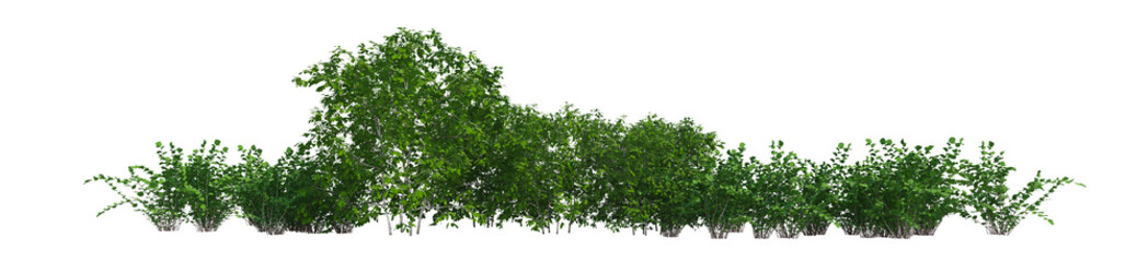 Fototapeta na wymiar 3d green bushes isolated on white background