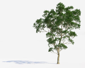 High Quality 3D Green Trees Isolated on white background,  Use for visualization in graphic design

