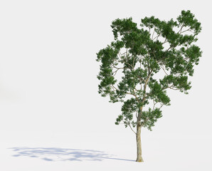 High Quality 3D Green Trees Isolated on white background,  Use for visualization in graphic design
