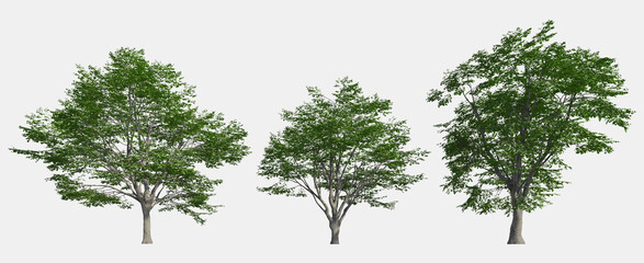 Set of 3D European Beech isolated on white background, Use for visualization in graphic design