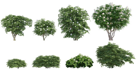 Set of 3D flowers and green bushes isolated on PNGs transparent background , Use for visualization in graphic design