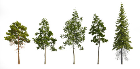 Set of 3D  Pine tree isolated on white background , Use for visualization in graphic design