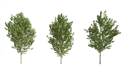 Set of 3D  Canadian poplar tree isolated on white background , Use for visualization in graphic design