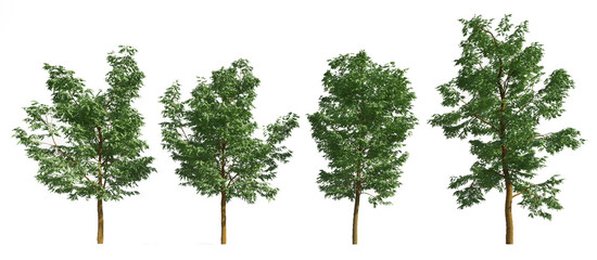 Set of 3D  Black Locust tree isolated on white background , Use for visualization in graphic design