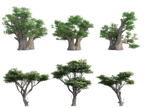 Set of 3D Acacia and African Baobab  isolated on PNGs transparent background,  Use for visualization in graphic design
