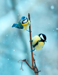 two beautiful bright birds tit and lapis lazuli are sitting on a branch in the winter garden