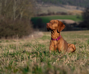 A ungarian magyar vizsla dog closeup in jena