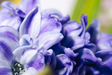 Blooming purple hyacinth flowers close-up macro photography