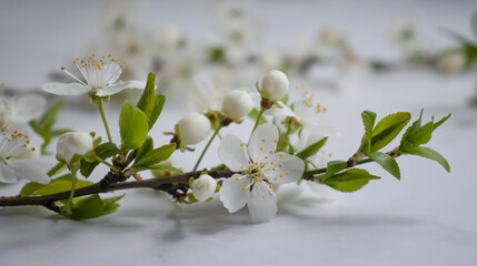 Blossoming branch of cherry on a light background © tanya78