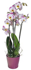 Fototapeta na wymiar Orchidée phalaenopsis 4 branches en pot