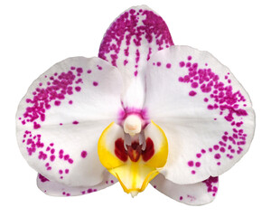 Fleur d'orchidée phalaenopsis blanche et rose