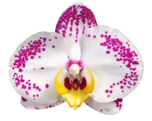 Fleur d'orchidée phalaenopsis blanche et rose