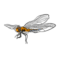 Vector dragonfly insect in doodle technique 