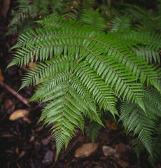 Fototapeta na wymiar Silver Fern in a rainforest in New Zealand