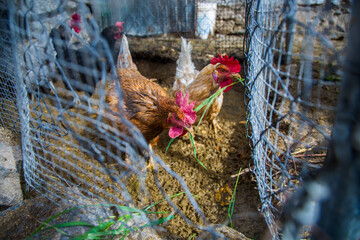 Free range chickens on traditional free range poultry farm, natural environment with open fence