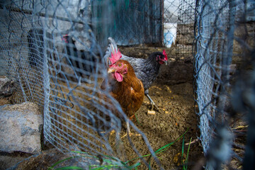 Free range chickens on traditional free range poultry farm, natural environment with open fence
