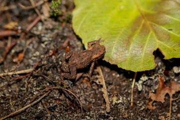 Eine noch sehr junge Erdkröte, eine Bufo Bufo in einem feuchten Graben.