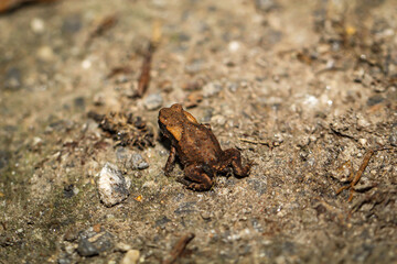 Eine noch sehr junge Erdkröte, eine Bufo Bufo in einem feuchten Graben.