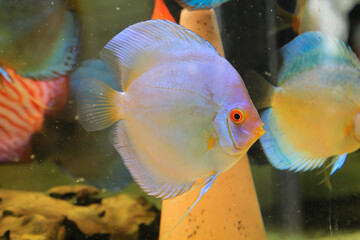 Porträt, Nahaufnahme eines Diskusfisches. Diskus im Aquarium. Amazonasbecken.
