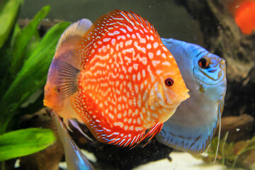 Porträt, Nahaufnahme eines Diskusfisches. Diskus im Aquarium. Amazonasbecken.
