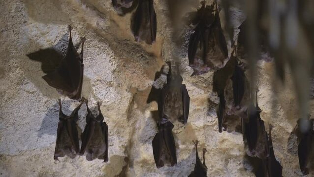 Group of bats hibernating in the cave