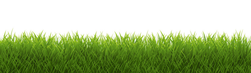 Green Grass Border Isolated White Background
