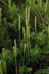 Lycopodium clavatum, Carpathian evergreen plant.