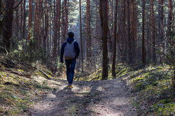  one man walks in a pine forest in the spring during the cold season
