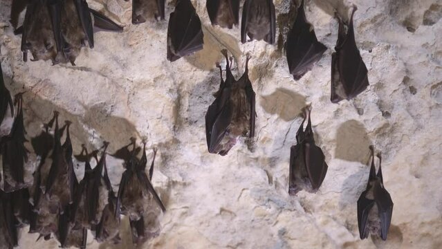 Group of bats hibernating in the cave